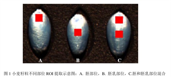 圖1小麥籽粒不同部位ROI提取示意圖：A.胚部位，B.胚乳部位，C.胚和胚乳部位混合